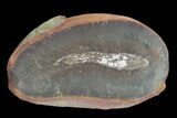 Didontogaster Fossil Worm (Pos/Neg) - Mazon Creek #70592-2